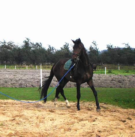 Dansk Varmblod Chestnut billede 12