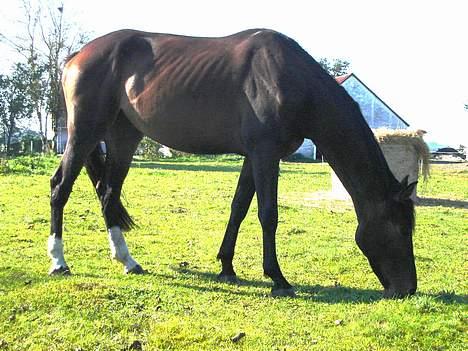 Dansk Varmblod Chestnut billede 13