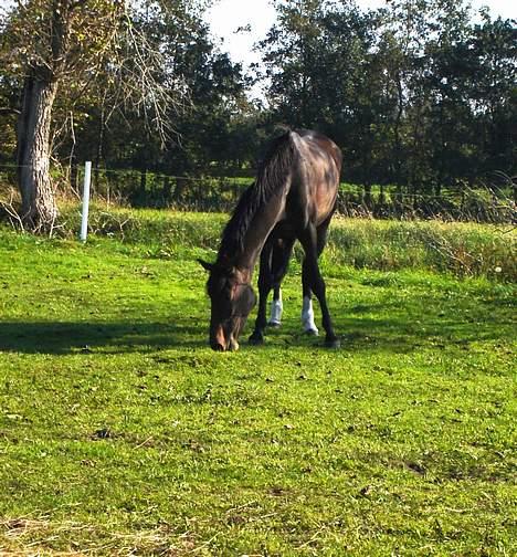 Dansk Varmblod Chestnut billede 14