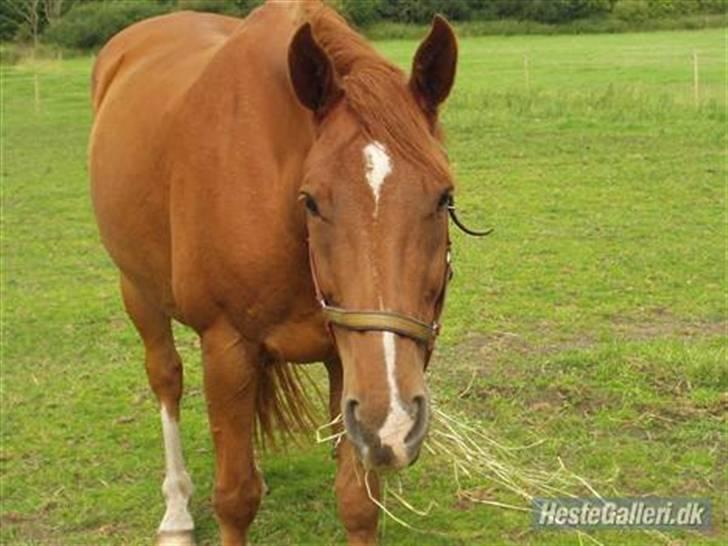 Dansk Varmblod May Julaga R.I.P - =) charme, selvtillid og lækkert hår! billede 1