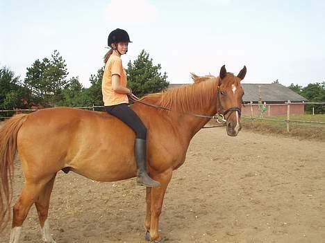 Dansk Varmblod May Julaga R.I.P - "Hold da op jeg ligner jo en hoppe med den her vom"  billede 2