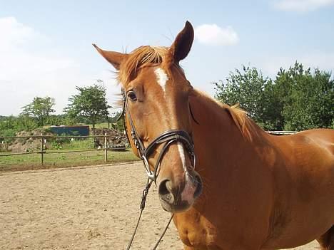 Dansk Varmblod May Julaga R.I.P - bliv nu snart færdig Elisa billede 3