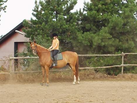 Dansk Varmblod May Julaga R.I.P - kom nu ... videre billede 6