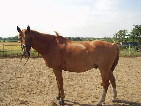 Dansk Varmblod May Julaga R.I.P - model hest..bare rimlig meget tyk... ej han han har tabt sig, det her er bare et gammel billed billede 7