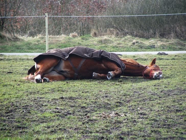 Dansk Varmblod May Julaga R.I.P - ahh det er godt at rulle sig lidt... billede 8