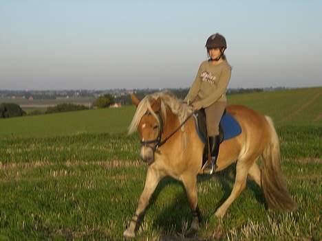 Haflinger Asti billede 7