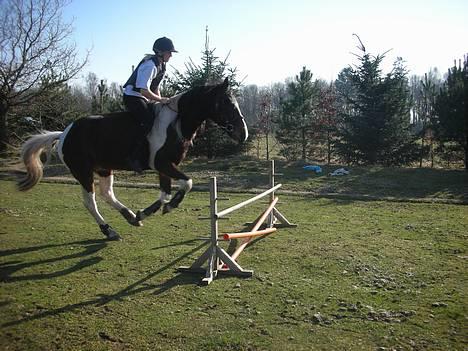 Pinto Wakan. - Uden sadel x)  billede 5