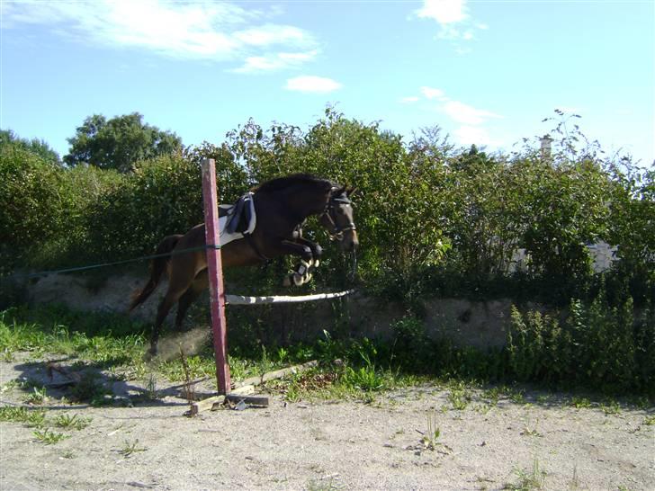 Holstener Dancing Hope -solgt-snøft - august 2009.. ca.105cm billede 20