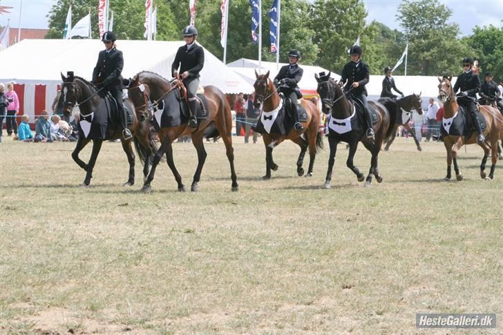 Dansk Varmblod Højbo´s Chana - 5) Chana på dyreskuet 2008. hun er den brune hest der rider som nr. 1 billede 5