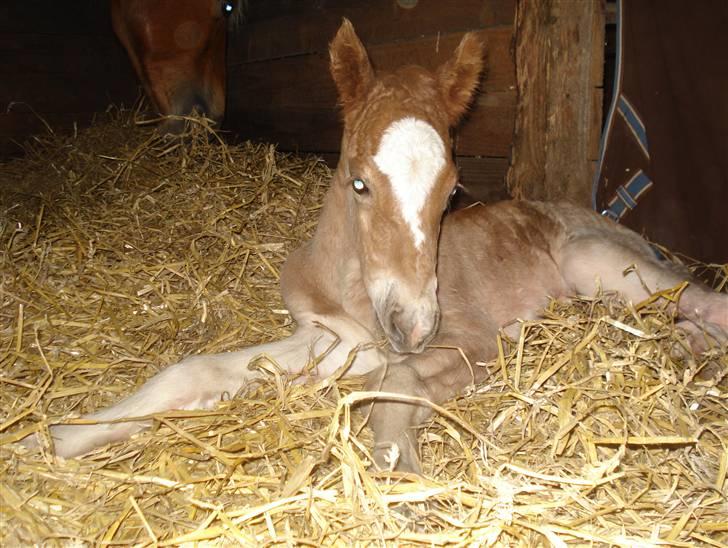 Anden særlig race ***Penelope*** - Den Lille Skønhed billede 7