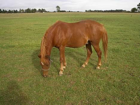 Welsh Mountain (sec A) Fury - billede 2