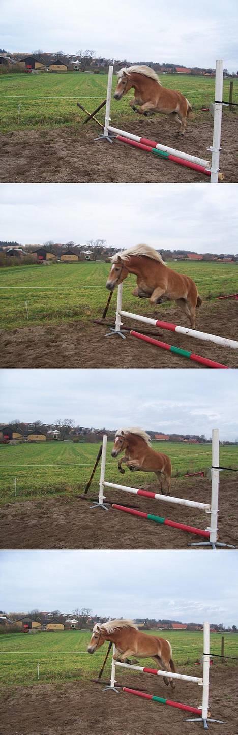 Haflinger Alliann Rundhøj - genop træning (: min lille spring hyp (; billede 6