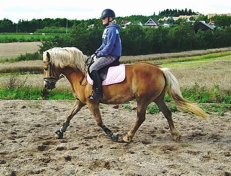 Haflinger Alliann Rundhøj - MÅ IKKE KOPIRES billede 7