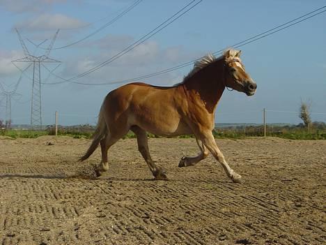 Haflinger Alliann Rundhøj - min prinsesse (:MÅ IKKE KOPIRES billede 8