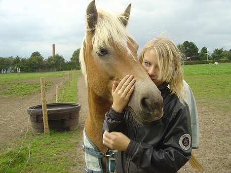 Haflinger Alliann Rundhøj - en bedre ven får man ikke <33MÅ IKKE KOPIRES billede 9