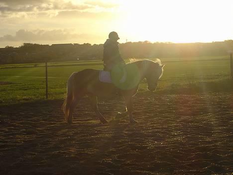 Haflinger Alliann Rundhøj - Lidt fjolle (;MÅ IKKE KOPIRES billede 10