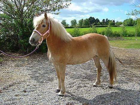 Haflinger Alliann Rundhøj - gammelt! vi arbejder på at blive så tynd igen, men alle de godbidder er svære at modstå q;MÅ IKKE KOPIRES billede 11