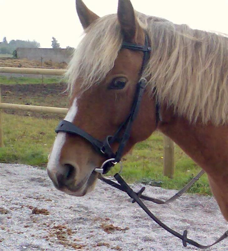 Anden særlig race ***Penelope*** - nyt billede af prinssesen og flere i fotoalbum billede 10