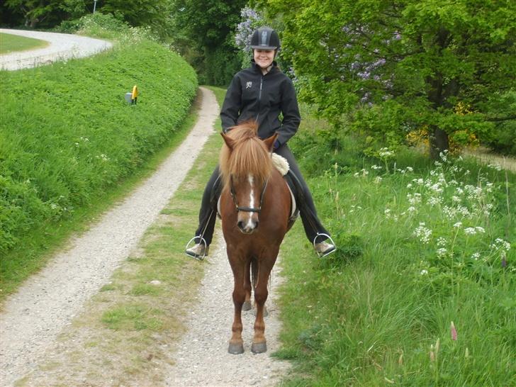 Islænder Sandra fra Gl.Essendrup SOLGT - Synes du ? jeg elsker det her billede billede 14