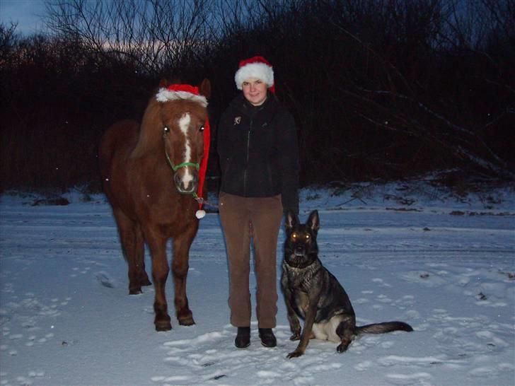 Islænder Sandra fra Gl.Essendrup SOLGT - Julen 2009 med Sandra og TIka. billede 15