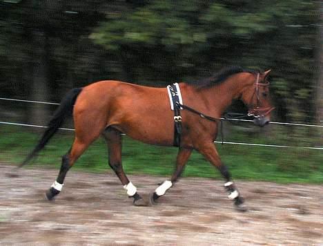 Anden særlig race Suki *Solgt* billede 12