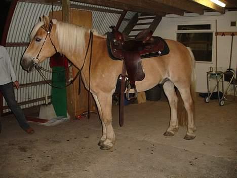 Tyroler Haflinger Wacholder *solgt' billede 1