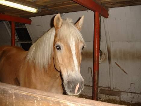 Tyroler Haflinger Wacholder *solgt' billede 3