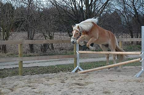 Tyroler Haflinger Wacholder *solgt' billede 4
