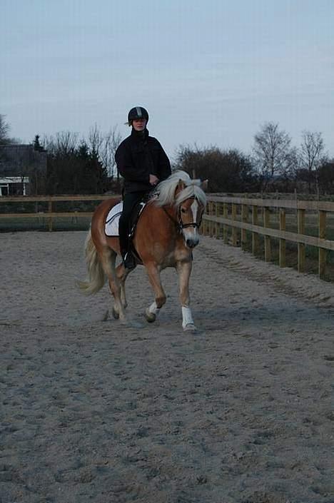 Tyroler Haflinger Wacholder *solgt' billede 6