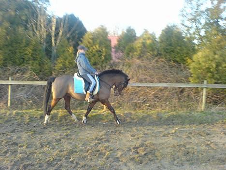 Anden særlig race Ti Amo (SOLGT) - Belinda der rider :D billede 11