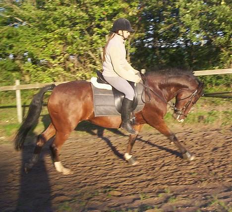 Anden særlig race Ti Amo (SOLGT) - Hun har en super gallop, når hun ikke bare jorde derudaf :b   Karina rider hende billede 12