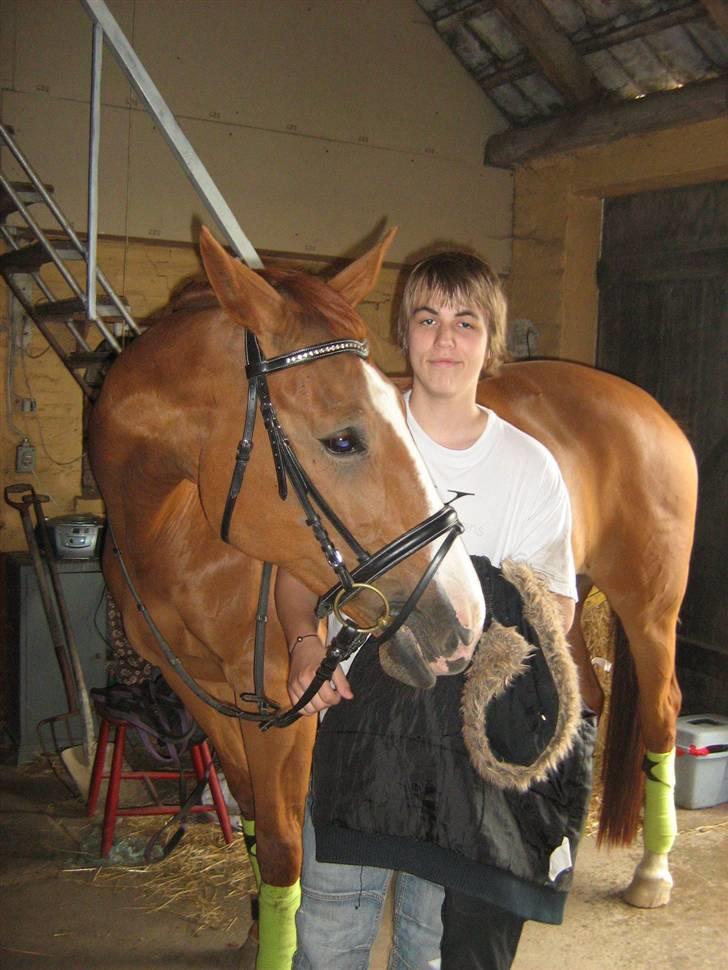 Dansk Varmblod Victoria "I FOEL" - Velkommen til hoppe hestens profil<3   billede 1