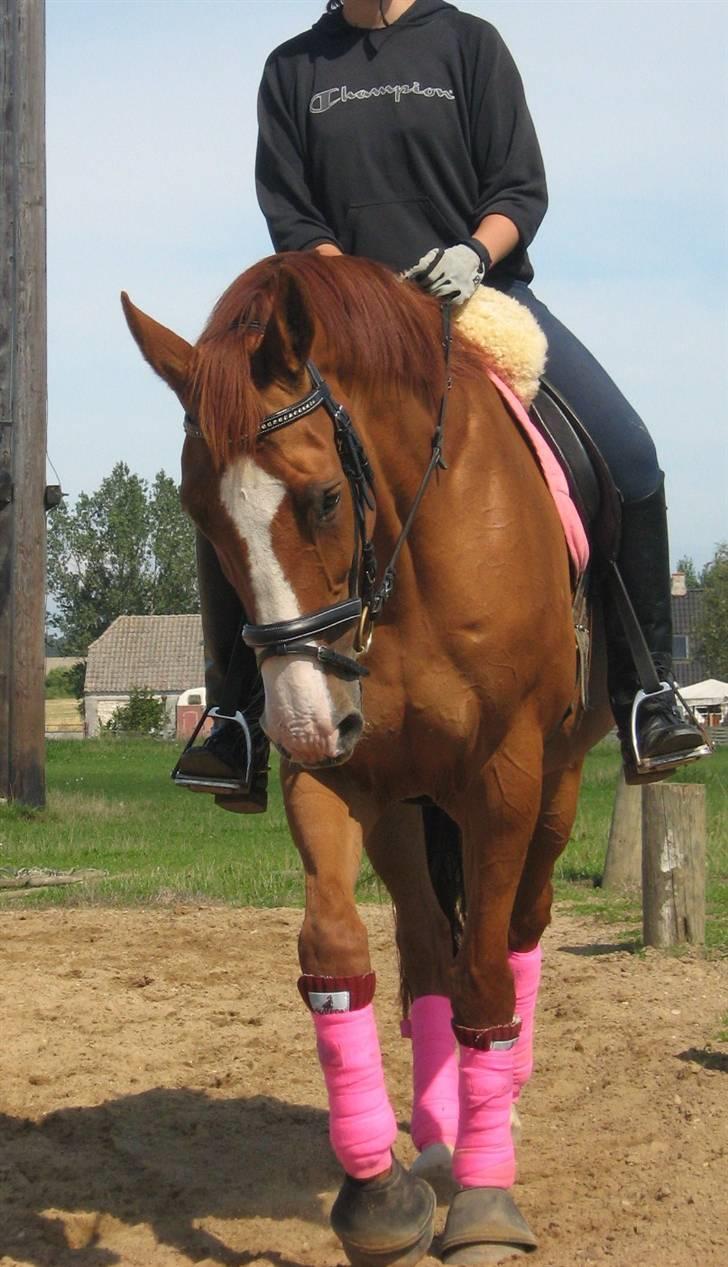 Dansk Varmblod Victoria "I FOEL" billede 2