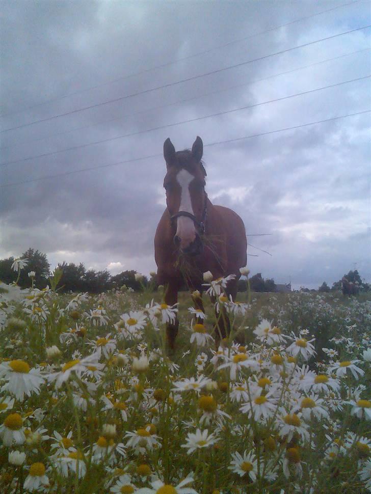 Dansk Varmblod Victoria "I FOEL" billede 3