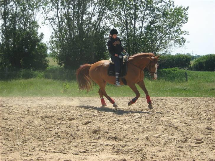 Dansk Varmblod Victoria "I FOEL" - kig ikke på mig har ikke galoperet på hende længe XD billede 4