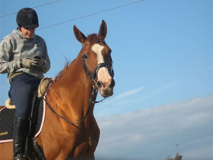 Dansk Varmblod Victoria "I FOEL" - nej en spændene kamera mand :) billede 5