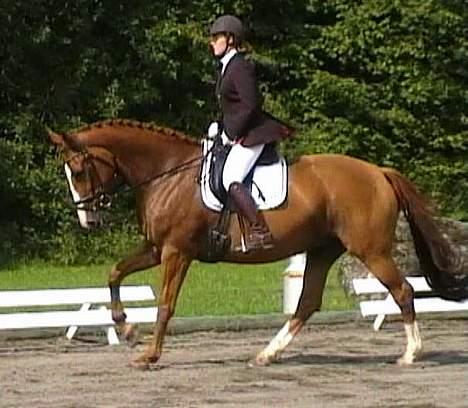 Dansk Varmblod Victoria "I FOEL" billede 6