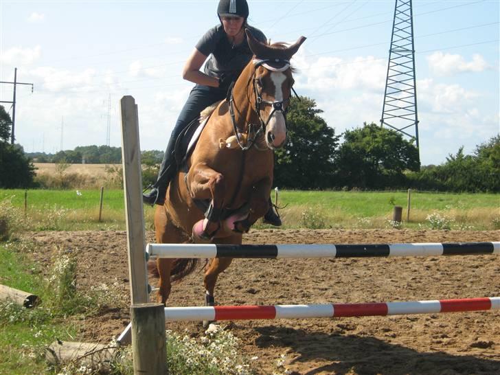 Dansk Varmblod Victoria "I FOEL" - ved ikke lige hvad der sker for mine hænder ups :)  billede 7