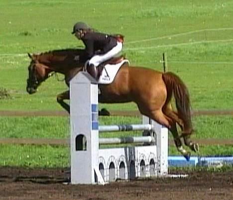 Dansk Varmblod Victoria "I FOEL" billede 8