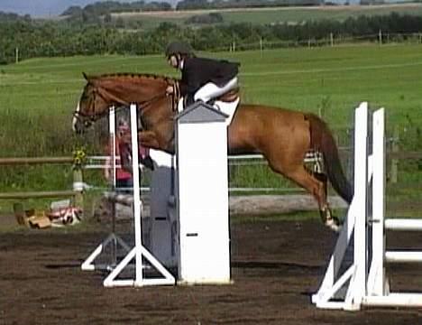 Dansk Varmblod Victoria "I FOEL" billede 9