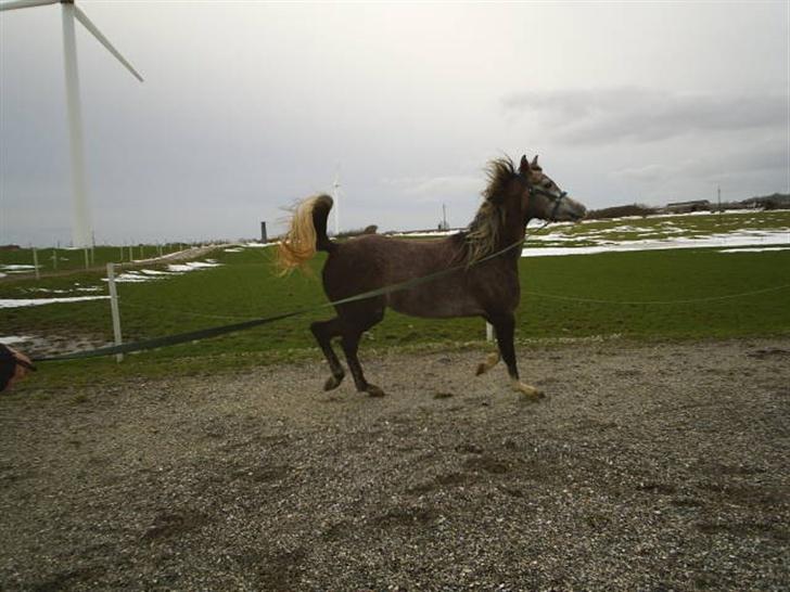 Arabisk fuldblod (OX) Easy . <3 miss u. (Solgt) billede 2