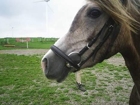 Arabisk fuldblod (OX) Easy . <3 miss u. (Solgt) billede 3