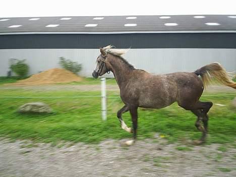 Arabisk fuldblod (OX) Easy . <3 miss u. (Solgt) billede 4