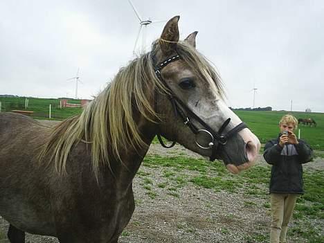 Arabisk fuldblod (OX) Easy . <3 miss u. (Solgt) billede 5