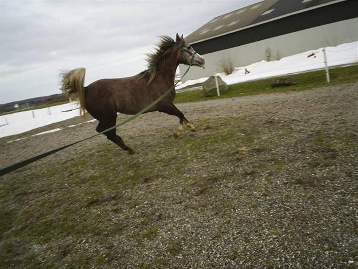 Arabisk fuldblod (OX) Easy . <3 miss u. (Solgt) billede 6