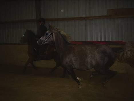 Arabisk fuldblod (OX) Easy . <3 miss u. (Solgt) billede 7