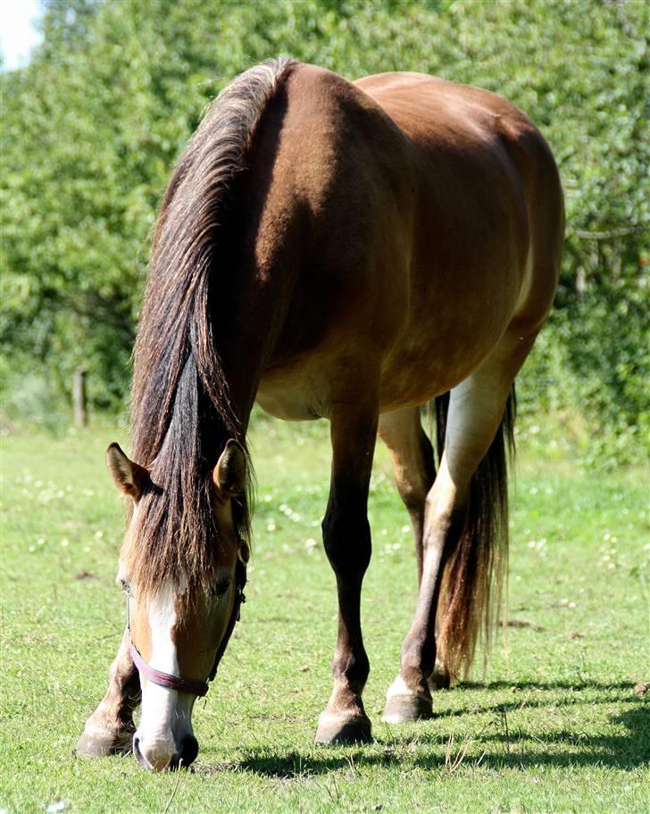 Anden særlig race Wariant<3 My Pride! Himmelhest - 14 * Foto Katja 05.08.09 Min smukke hest æder.. ;-))) billede 9