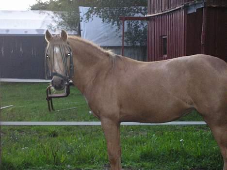 Welsh Pony (sec B) Chuela <33 billede 11