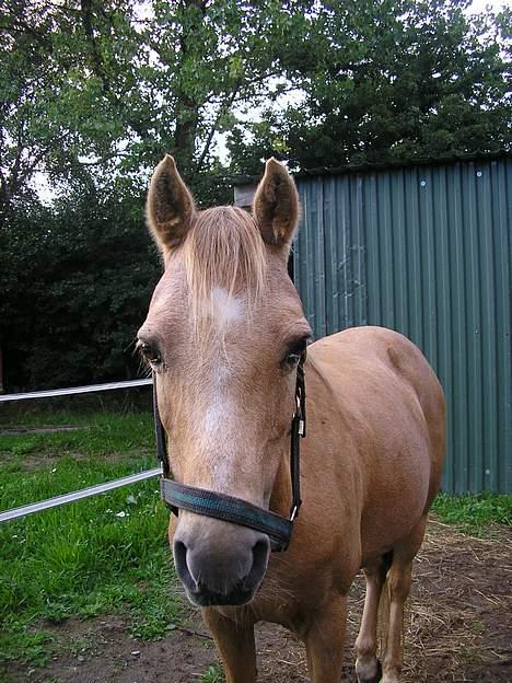 Welsh Pony (sec B) Chuela <33 billede 12