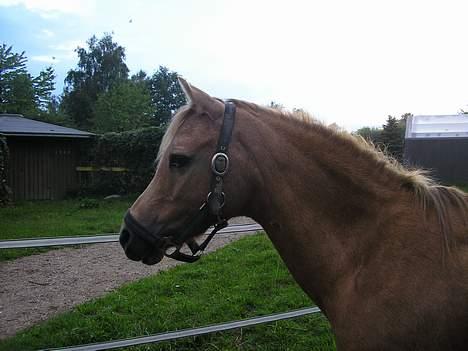 Welsh Pony (sec B) Chuela <33 billede 13